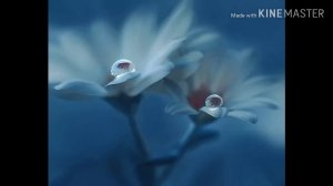 Пролитую слезу. Сл. И. Бродский Муз. В. Берковский Исп. М. Беляев