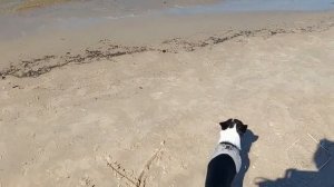 Хвостик на море)). Рената Смирнова. Рига