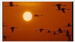 11 мая Всемирный день перелетных птиц