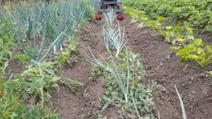 Окучники, вопрос умникам?