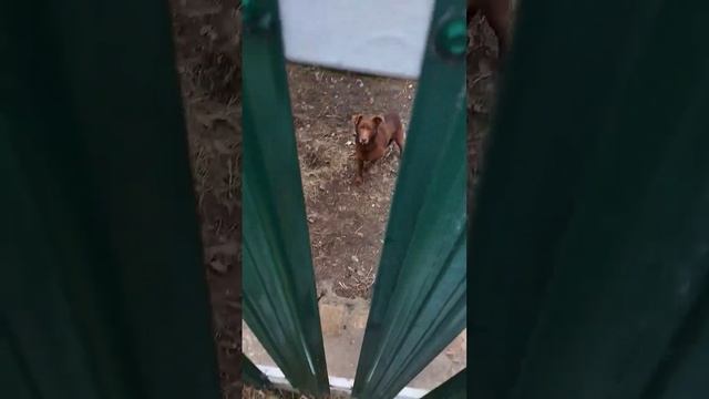 Не забывайте заботиться о животных! смотреть онлайн