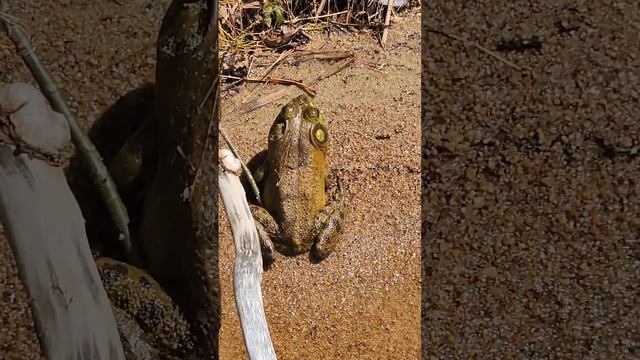 Огромная лягушка, Алгонкин парк, Онтарио, Канада, май, 2024.(We met a big frog. What is the name?)