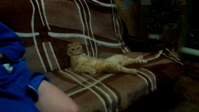 Кот Беляш смотрит телевизор смотреть онлайн