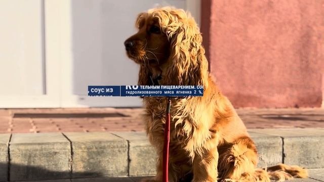 Разбор корма Брит Премиум (Brit Premium) с ягненком и индейкой для взрослых собак