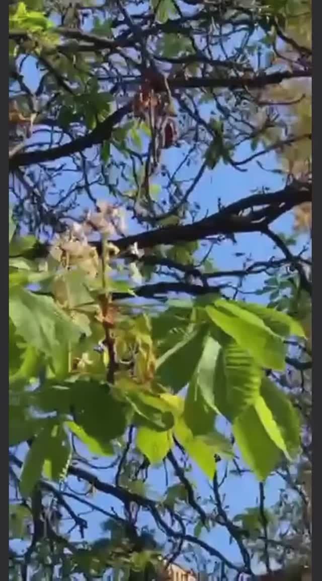 ВИДЕОЗАЛИПАЛКА развлекательная_19
