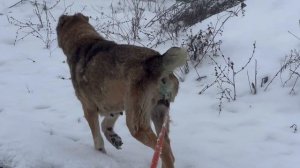 Первая большая прогулка алабая Джули после удаления опухоли