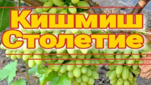 Кишмиш Столетие