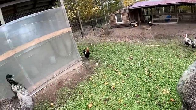 ПОПОЛНЕНИЕ НА ХУТОРЕ ! ТАКИХ Я ЕЩЕ НИКОГДА НЕ ВИДЕЛ ! КУПИЛ ХУТОР В ЛЕСУ №131 смотреть онлайн