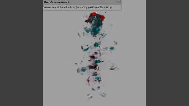 Three-dimensional reconstruction of the central nervous system of Macrobiotus hufelandi (Eutardigra смотреть онлайн