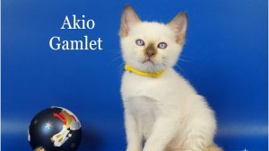 Тайский котик Akio Gamlet, 1,5 месяца, шоколад пойнт