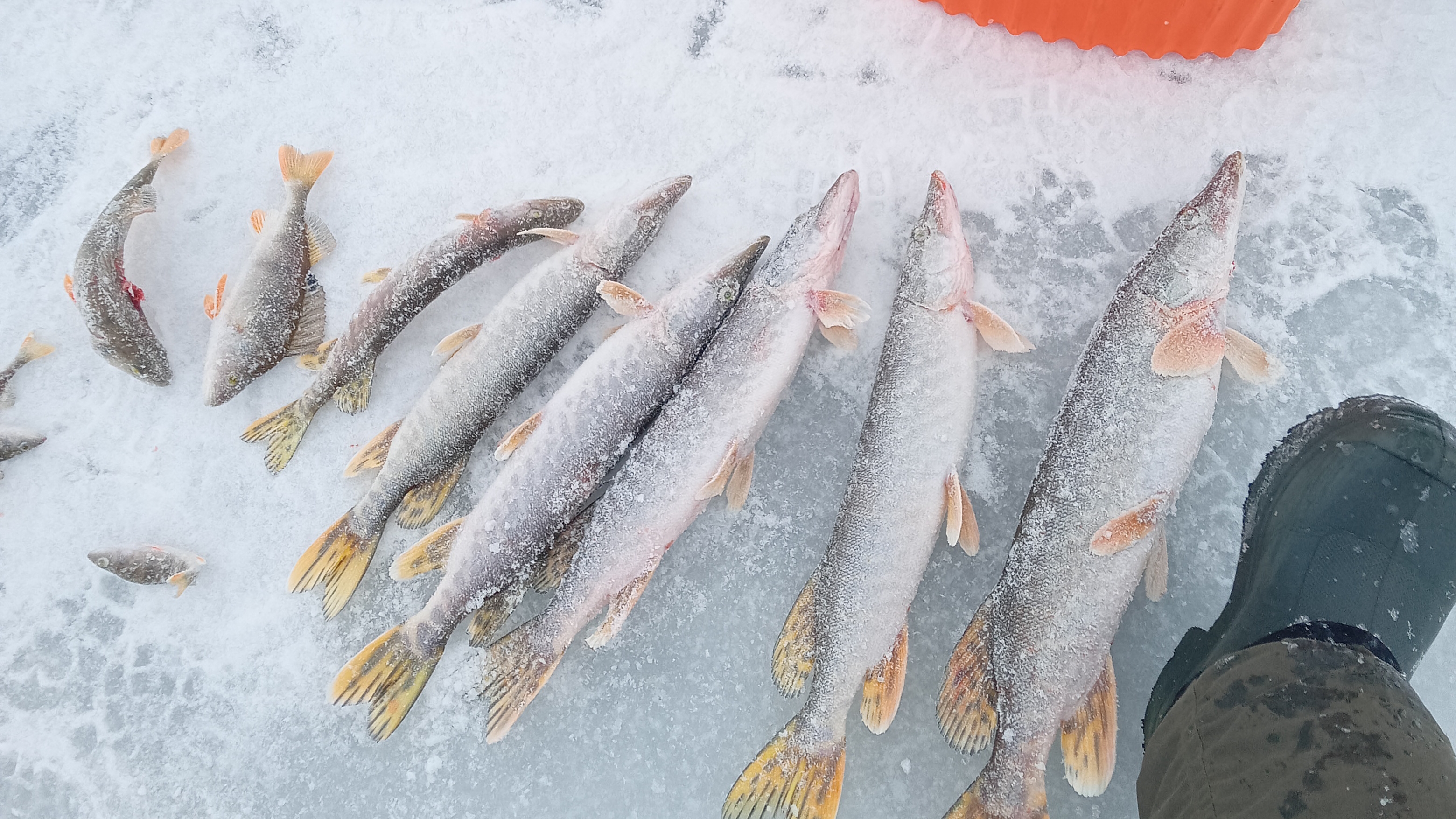 Щука срезает тройники, рыбалка в Татарстане 2024-2025. смотреть онлайн