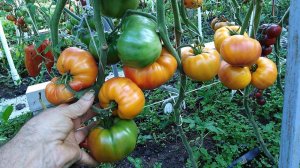 Томат Оаксаканская драгоценность