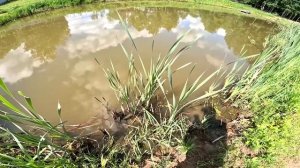 СТРАУСЫ КУПАЮТСЯ ! КУПИЛ ХУТОР В ЛЕСУ ! СТРОЮ СВОЮ УСАДЬБУ ! №7