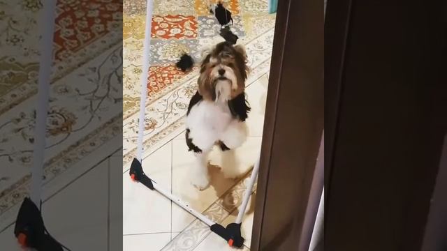 В квартире мышь повесилась 😁 смотреть онлайн