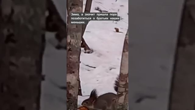 Зима, а значит пора позаботиться о братьях наших меньших.