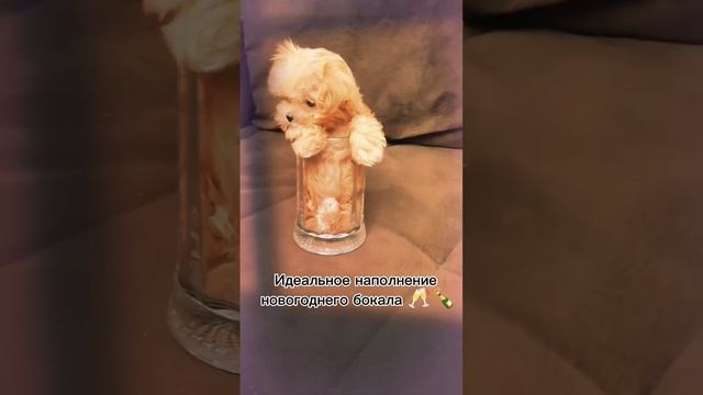 Мальтипу микро