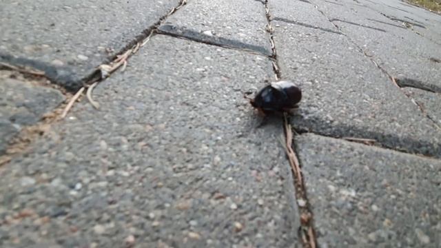 Жук носорог смотреть онлайн