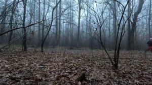 Весенний лес