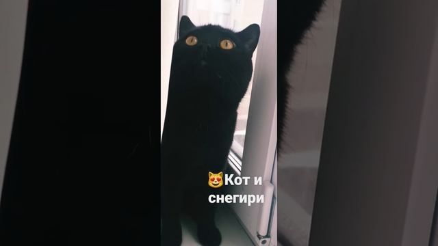 Ноябрь,Малышкин и снегири#кот#жизнькота  #домашниеживотные#котТот#чёрныйкот#любимчик#котикивидео