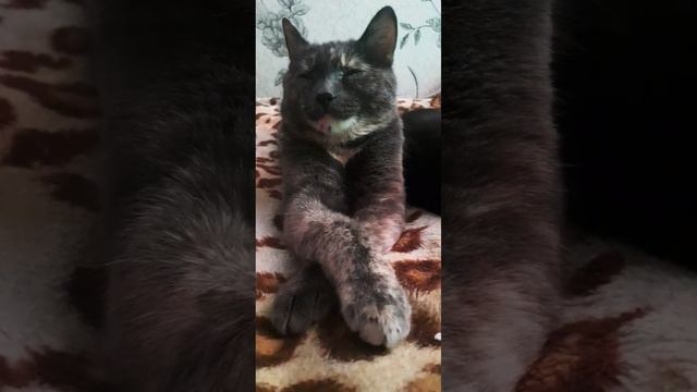 Просто императрицаКошкаВеста#кошкавеста #красивыекошки#кот#devana7 #атмосфера#смешныемоменты смотреть онлайн