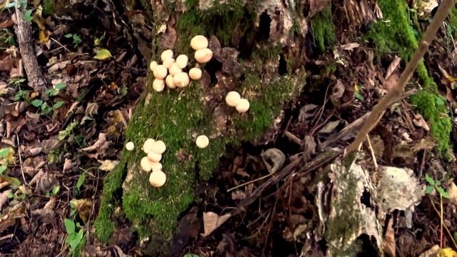Грибы МАЦУТАКЭ Шишки и Ягоды Рыбалка. Дары Приморской Уссурийской Тайги.