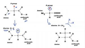 01  Amino Acids