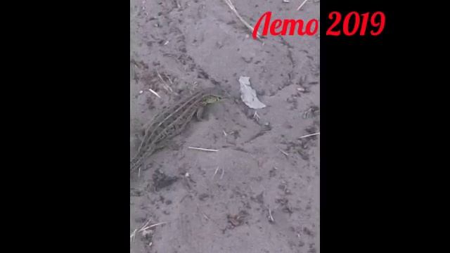 Встретили головастика и ящерицу. Видео для моего блога смотреть онлайн