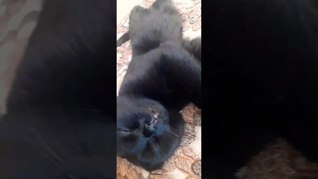 Всё внимание на котане обращаем внимание на голос,реакция спящего кота#коттот#кот#смешные#мойкот