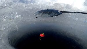 Ловля крупной плотвы на поплавок зимой