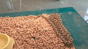 Выставка «Рептилий и пауков»