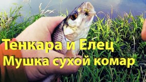 Ловля ельца на tenkara. Мушка сухой комарик. Поиск рыбы и отличные поклевки!