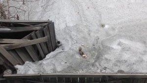 Новоангарск Белочка