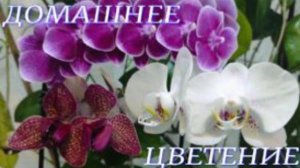 №992/ ЦВЕТЕНИЕ орхидей на МОЁМ подоконнике. ОТЧЕТ о пересаженных ОРХИДЕЯХ