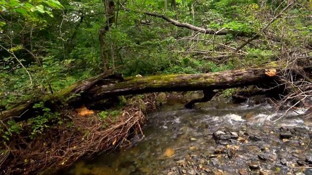 ГРИБЫ на ДЕРЕВЕ Брать или не брать?
