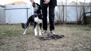 как обучить собаку команде ТВИСТ