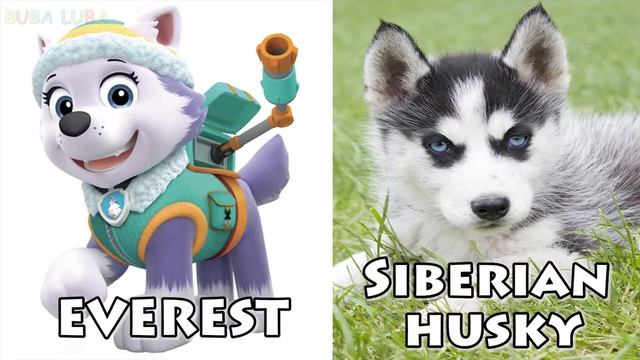 Щенячий патруль в реальной жизни | Смотри скорее смотреть онлайн