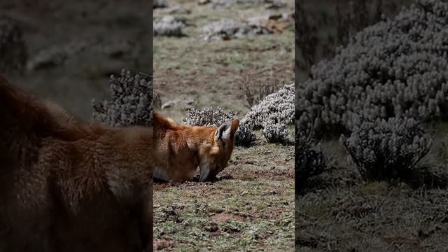 Эфиопский волк: Уникальная собака  #животные #волк #собаки