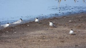 Little Tern, Fraticello (Sternula albifrons)