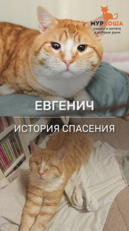 Котик  Евгенич - история спасения.
#Муркоша #истории спасения