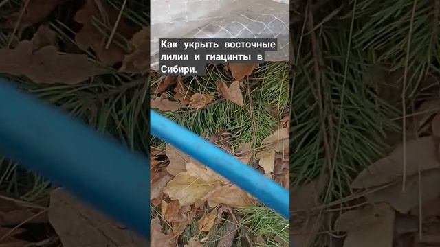 Как укрыть восточные лилии  и гиацинты в Сибири.