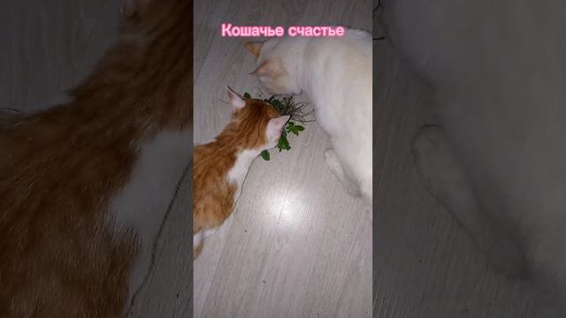 Счастье кошачие.Валерьяна. смотреть онлайн