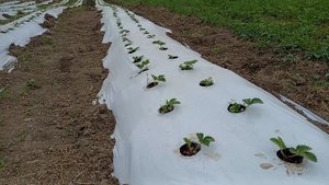 выращивание клубники, агроном - клубничник.