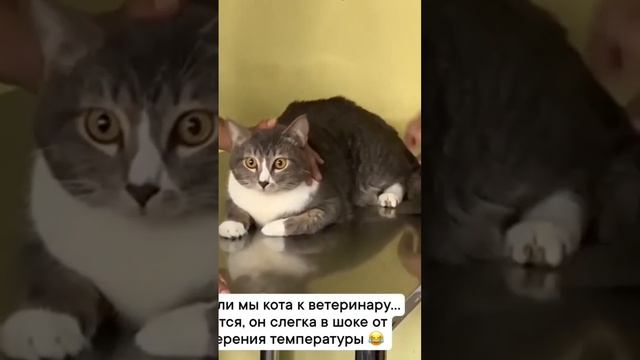 Котик у Ветеринара 😾