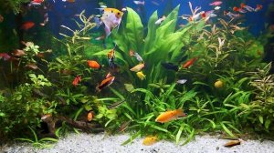 Красивый аквариум с рыбками |Relaxing aquarium