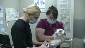 На приёме у ратолога кролик.