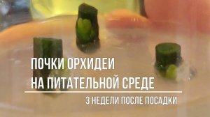 Почки на среде через 3 недели