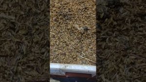 Получение вермикофе..