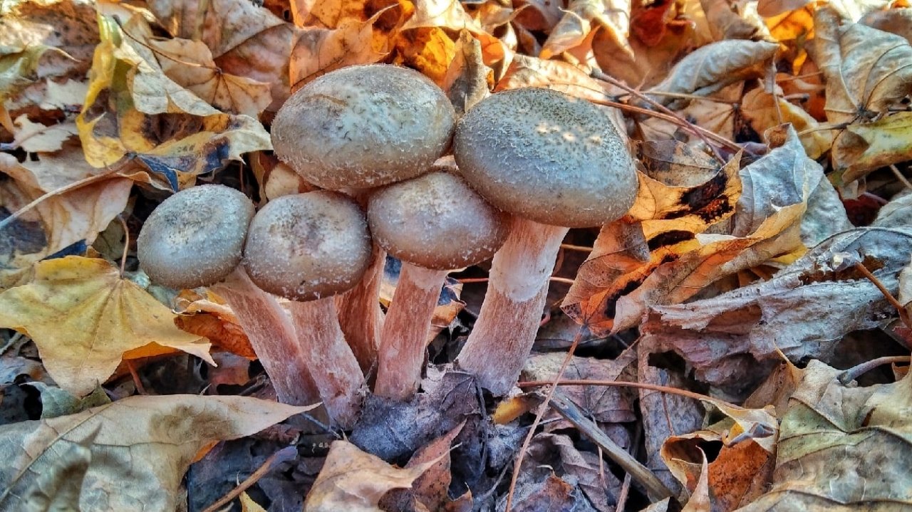 ТАК ОПЯТА ВЫ ЕЩЕ НЕ СОБИРАЛИ!!!! Дерево усыпано грибами. Сбор опят 2023