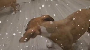 Стаффордширский терьер щенки, продажа