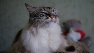 кот зевает SLOW-MO